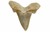 Serrated Sokolovi (Auriculatus) Shark Tooth - Dakhla, Morocco #321869-1